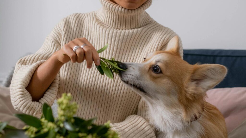Psi nos działa jak laboratorium