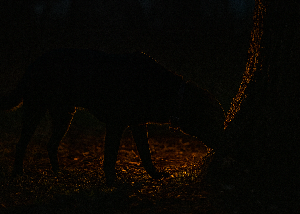 Pies lepiej "widzi" nosem w nocy